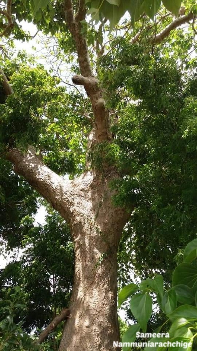 Gyrocarpus americanus Jacq.